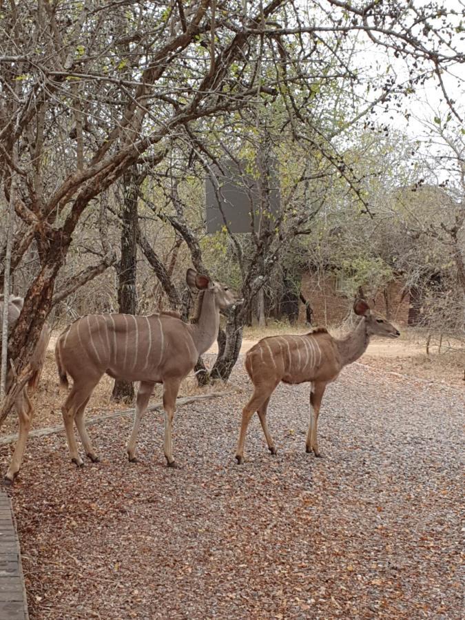 Luvivane Luxury Villa & Cottage Marloth Park Exterior photo